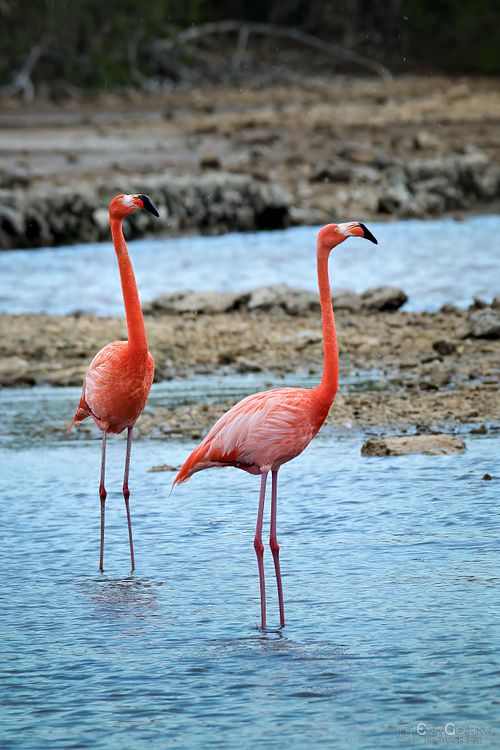 Flamingos