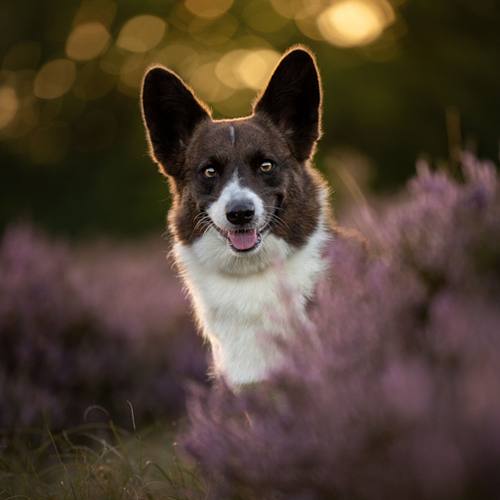 HONDEN