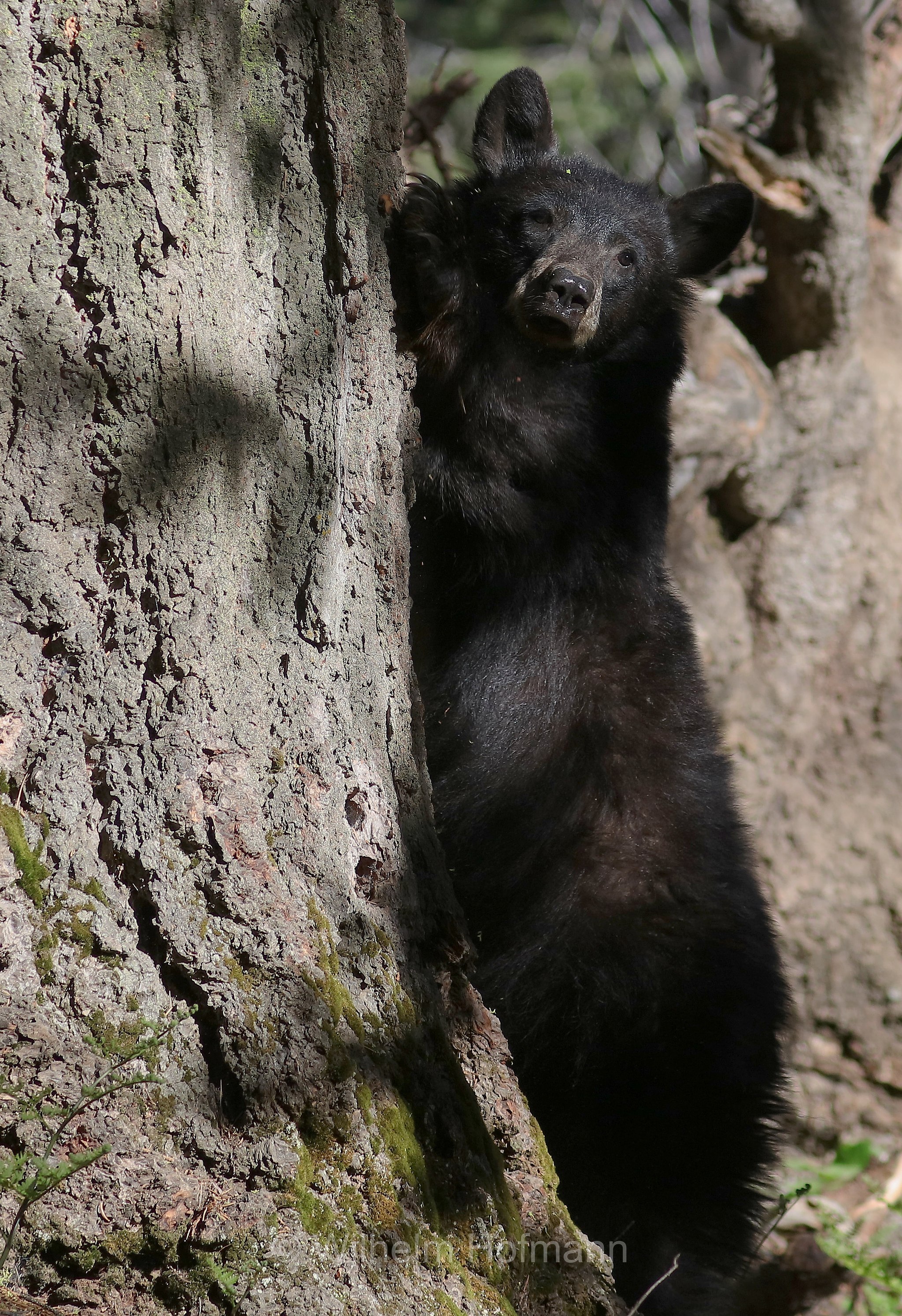 Ursus americanus, American black bear, black bear, Amerikanischer Schwarzbär, Baribal, orso nero, baribal, Crescent Meadow, Sequoia National Park, Sequoia-Nationalpark, Parco nazionale di Sequoia, California, Kalifornien, USA