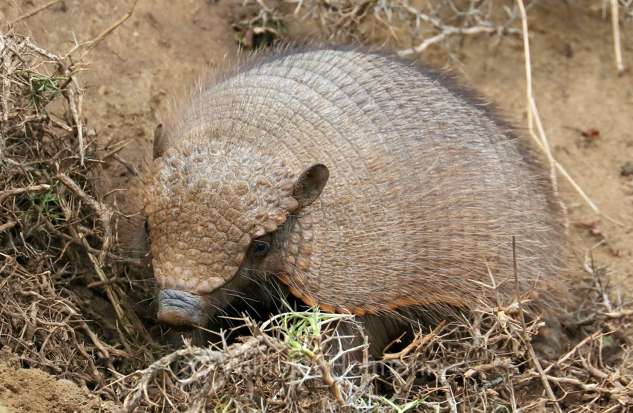 big hairy armadillo, large hairy armadillo, Braunborsten-Gürteltier, Braunhaar-Gürteltier, armadillo villoso maggiore, Chaetophractus villosus, Torres del Paine National Park, Patagonia, Patagonien, Chile, Cile