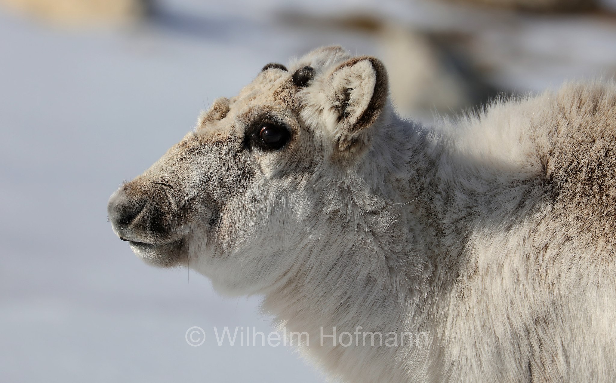 Rangifer tarandus platyrhynchus, Svalbard reindeer, Spitzbergen-Ren, renna delle Svalbard, Trygghamna, Spitsbergen, Svalbard, Spitzbergen, Norway, Norwegen, Norvegia