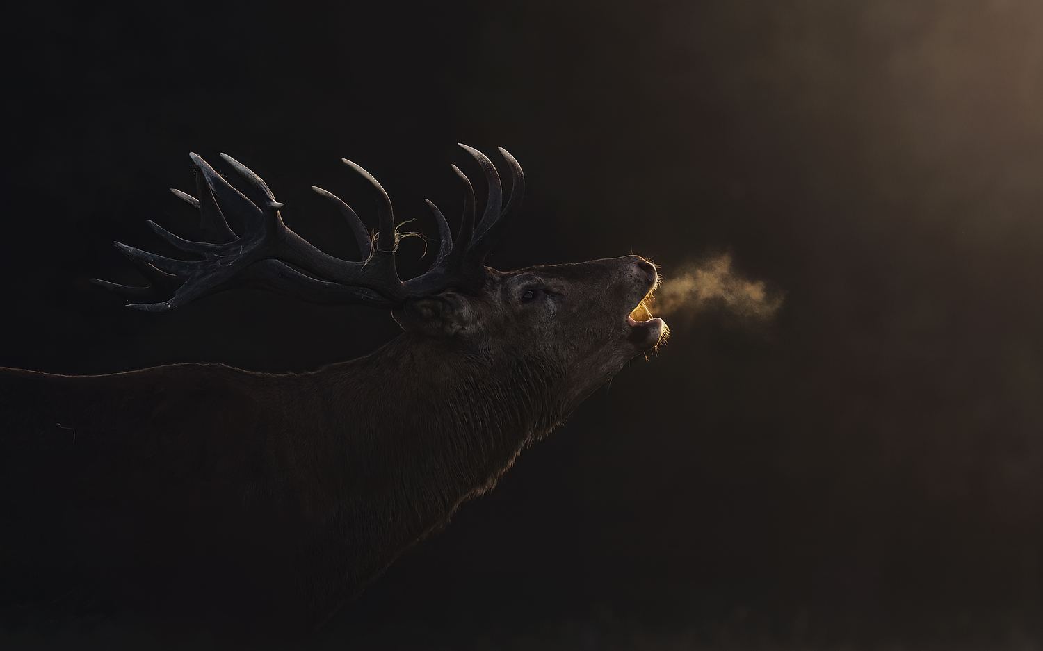 Profile view of a roaring Red Deer stag in low-key backlighting, with his breath illuminated against the dark background.