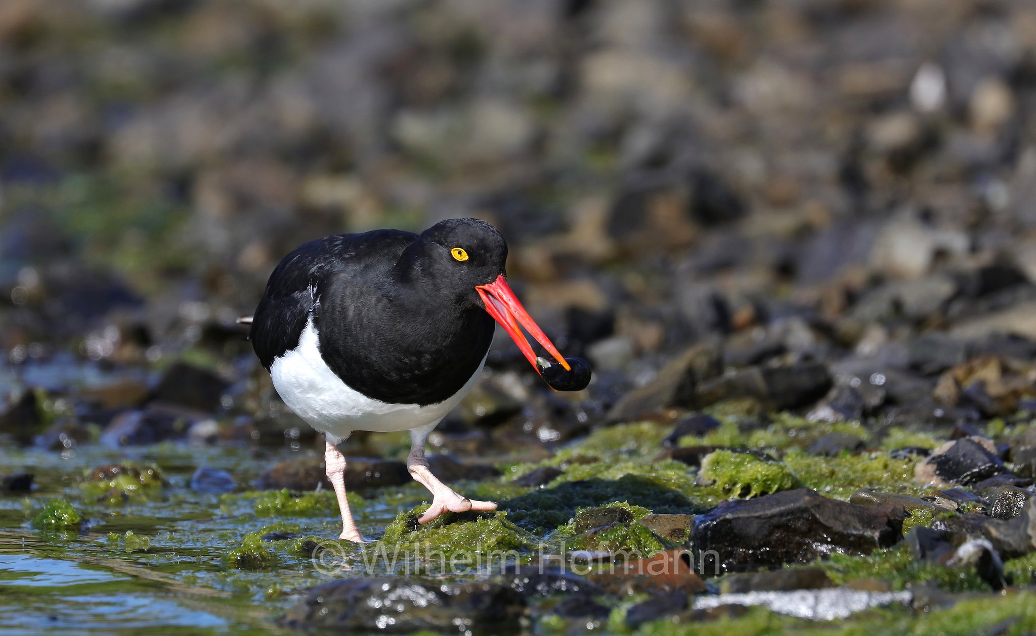 Magellanic oystercatcher, Feuerland-Austernfischer, Magellanausternfischer, beccaccia di mare di Magellano, Haematopus leucopodus, East Falkland, Ostfalkland, Falkland Orientale, Isla Soledad, Falkland Islands, Falklandinseln, Isole Falkland