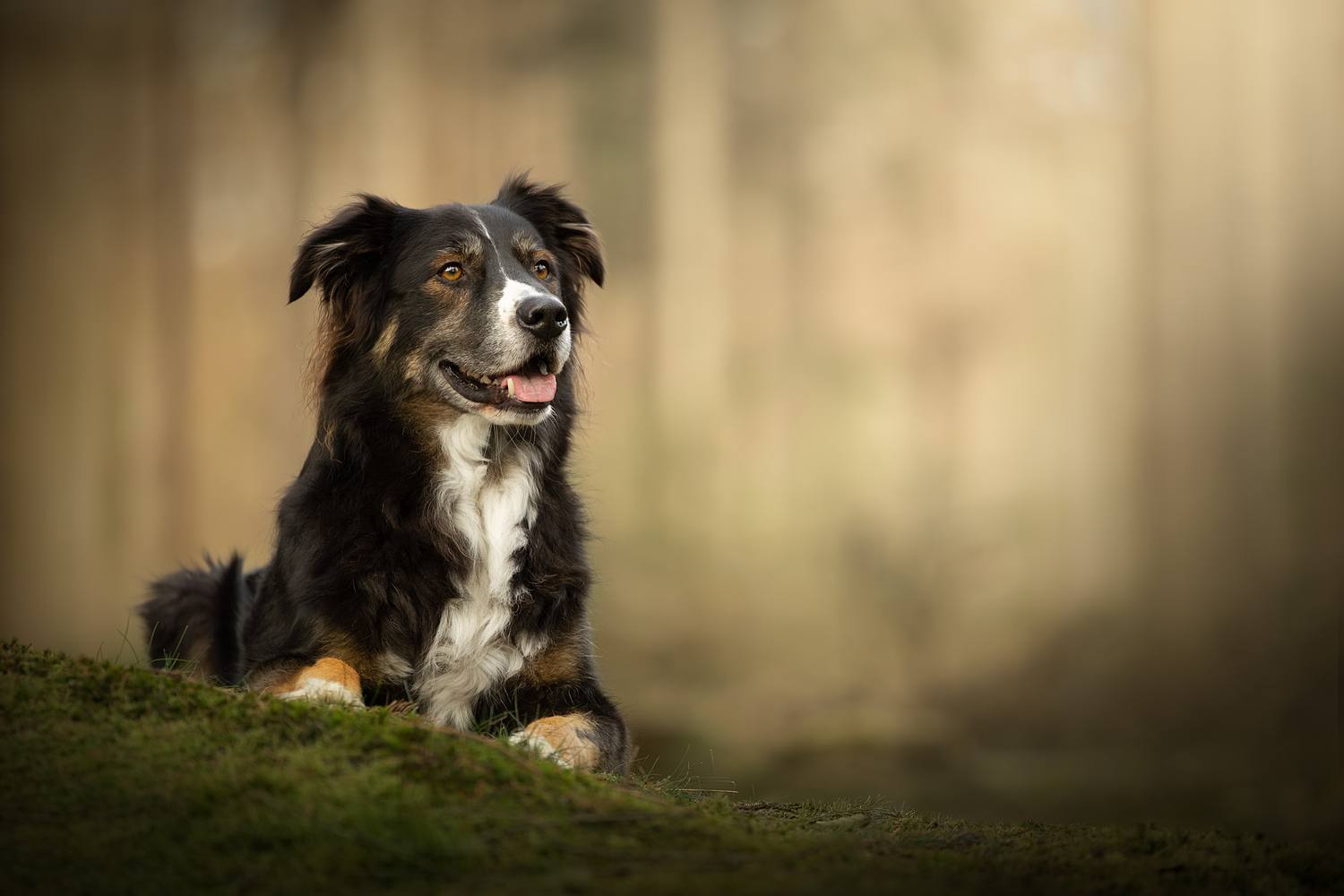 NLS Dierenfotografie