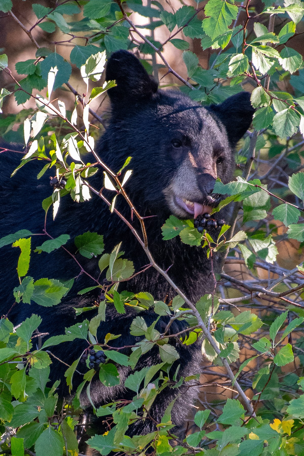 Bear-Berry-Grab