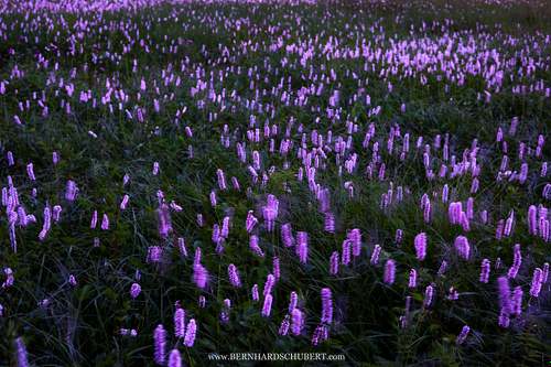 Bistorta officinalis - Common bistort