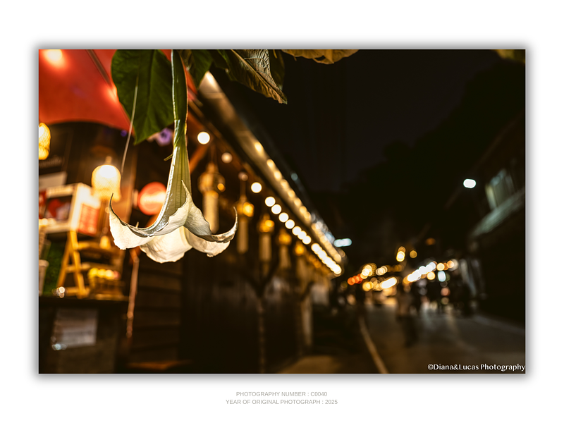 THE ONE - WILDLIFE & NATURE - "Hanging in the Light" - LIMITED EDITION 5 of 5