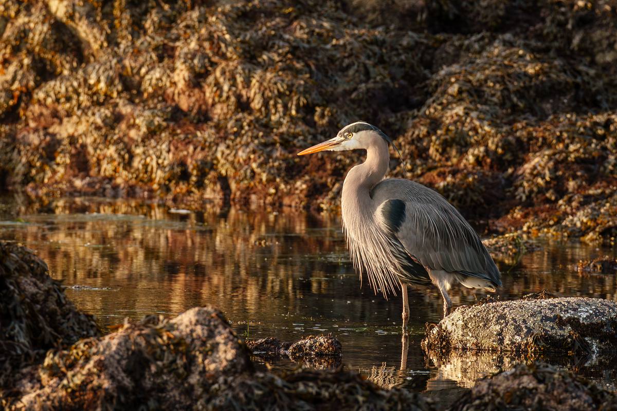 Blue heron at the beach in Ucluelet, BC during sunset.