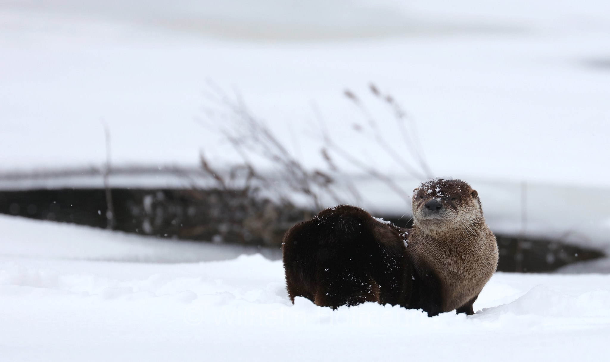 Lontra canadensis, North American river otter, northern river otter, river otter, Nordamerikanische Fischotter, lontra canadese, Tanamakoon Lake, Algonquin Provincial Park, Parco provinciale di Algonquin, Ontario, Canada, Kanada