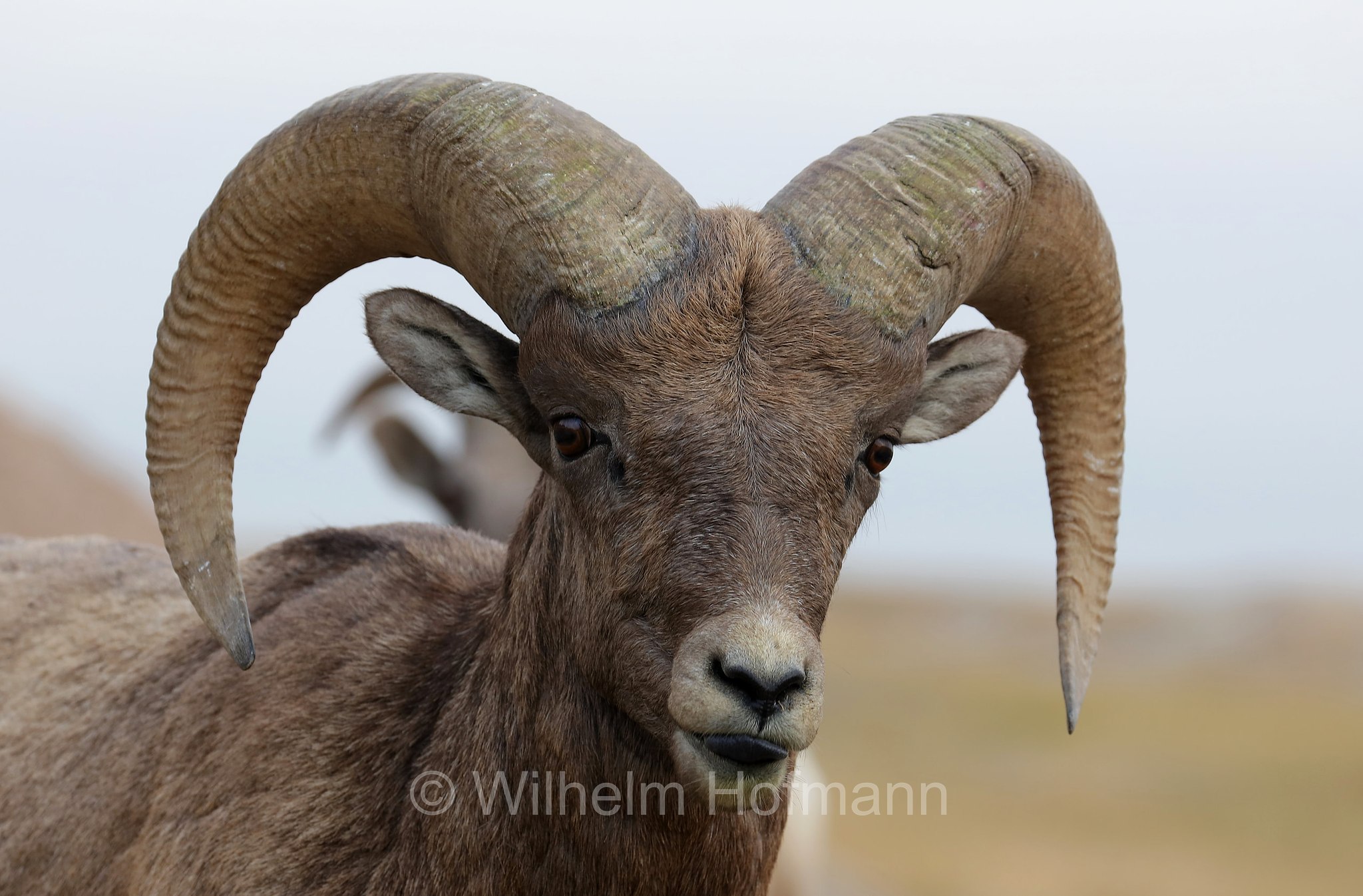 Ovis canadensis canadensis, Rocky Mountain bighorn sheep, Rocky-Mountains-Dickhornschaf, bighorn delle Montagne Rocciose, Ancient Hunters Overlook, Badlands National Park, Badlands-Nationalpark, parco nazionale delle Badlands, South Dakota, Dakota del Sud, USA