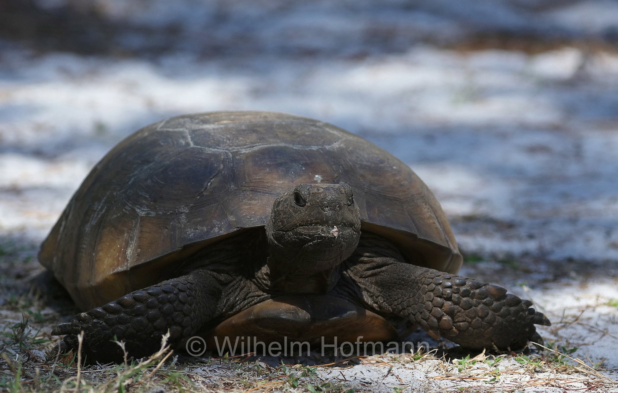 Gopherus polyphemus, gopher tortoise, Georgia-Gopherschildkröte, Florida-Gopherschildkröte, tartaruga gopher, testuggine gopher, Key Vista Nature Park, Florida, USA