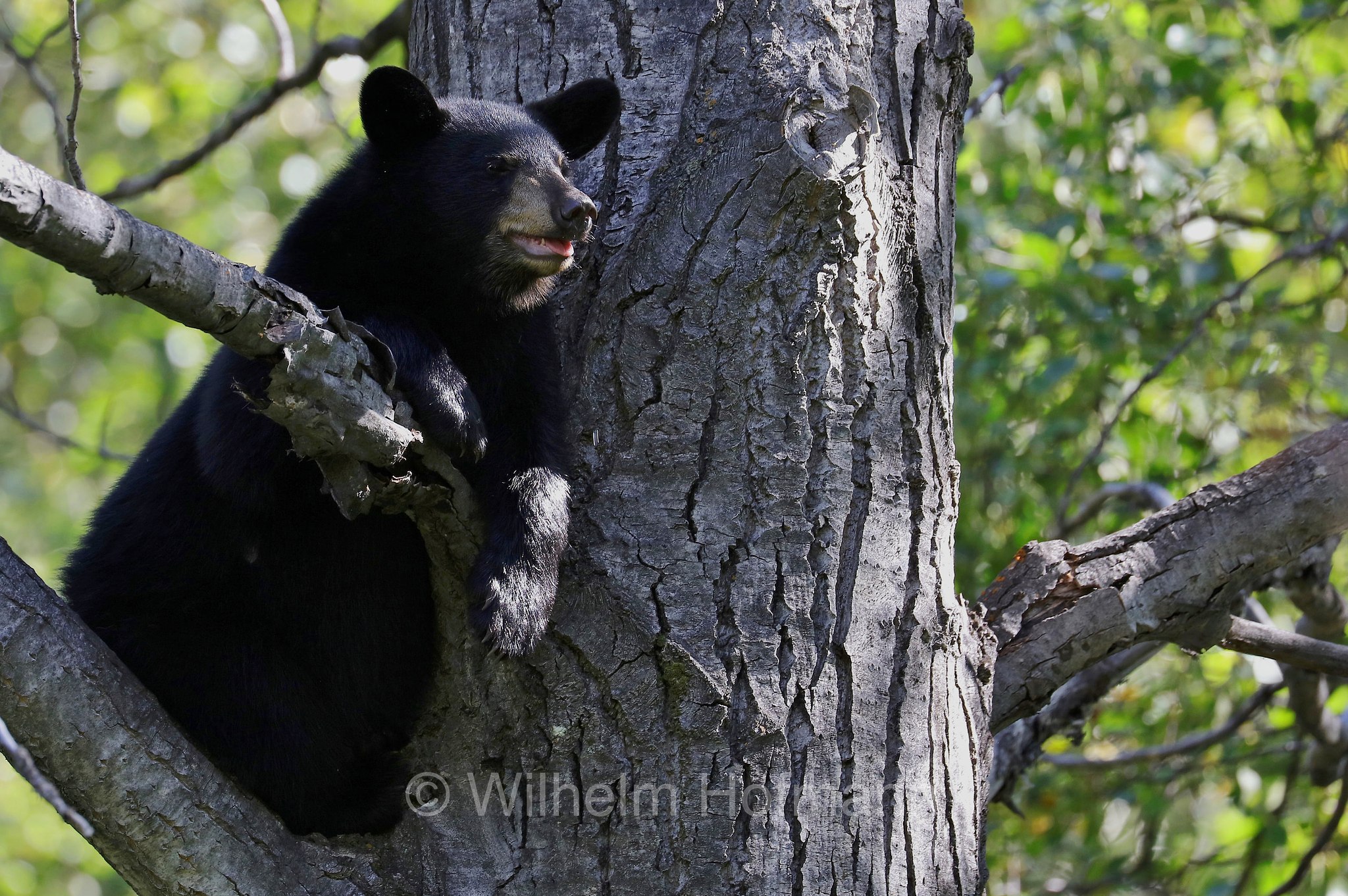 Ursus americanus, American black bear, black bear, Amerikanischer Schwarzbär, Baribal, orso nero, baribal, Eklutna Lake, Lago Eklutna, Chugach State Park, Parco statale di Chugach, Alaska, USA