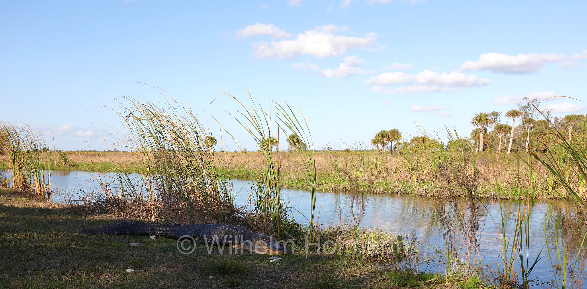 Alligator mississippiensis, American alligator, common alligator, gator, Mississippi-Alligator, Hechtalligator, alligatore del Mississippi, Sevenmile Slough, Double Trailhead, Kissimmee Prairie Preserve State Park, Florida, USA