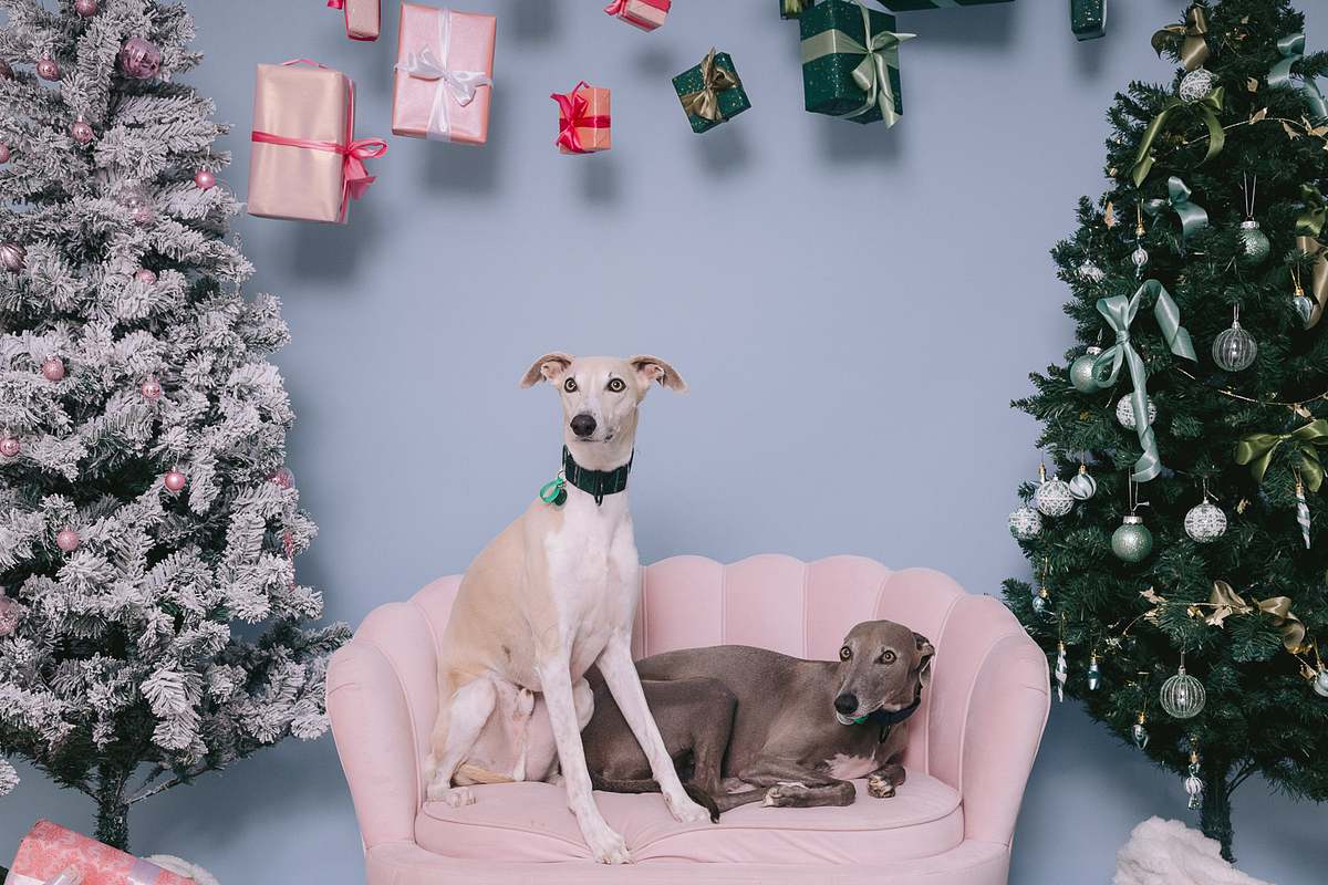 Family Portraits