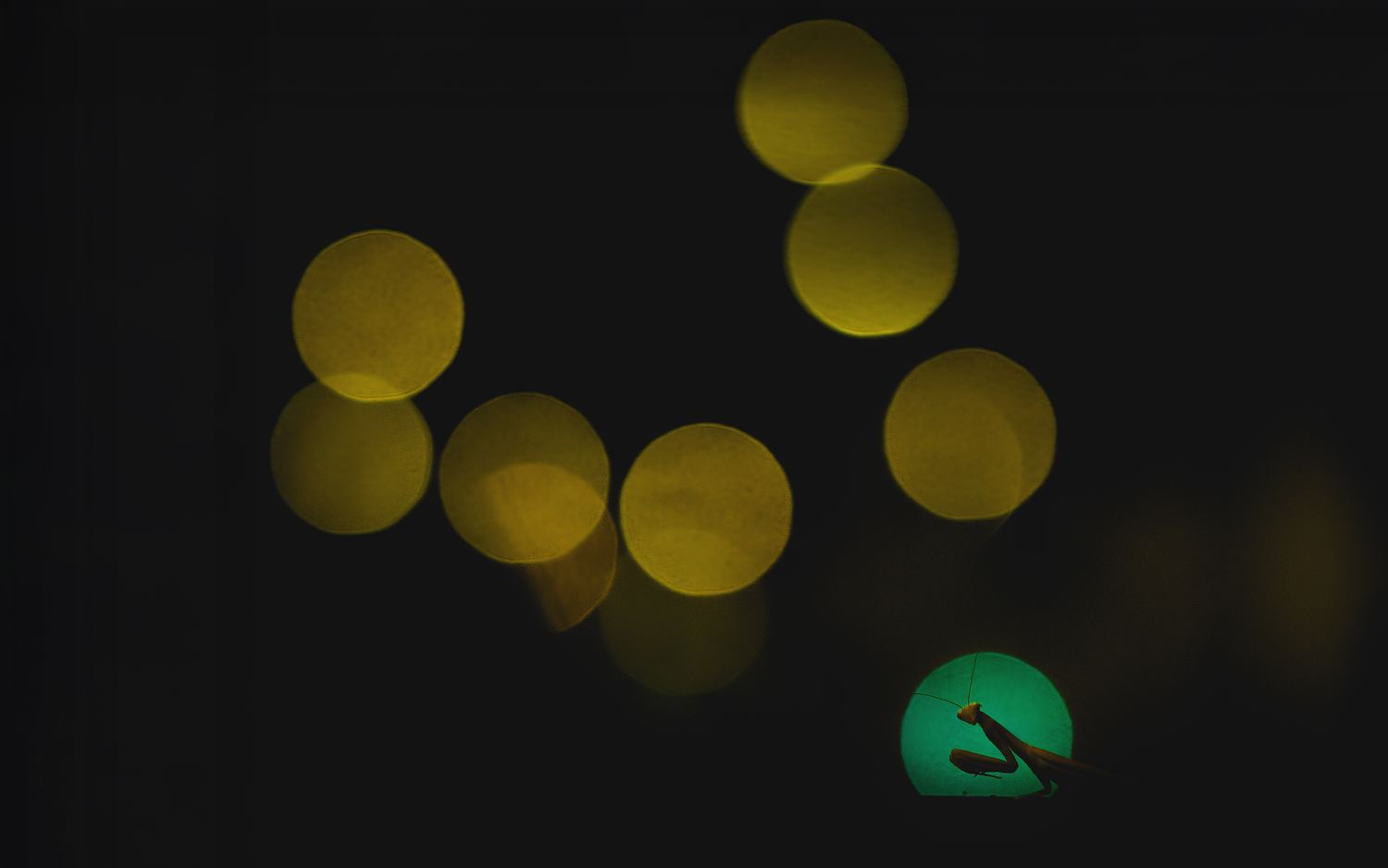Night image of a Praying mantis framed by a green traffic light and warmer street lights forming a &ldquo;V&rdquo; shape, repeating - coincidentally - the mantis&rsquo;s iconic 'praying&rsquo; pose, signalling that it is ready to strike.