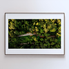 THE ONE - AERIAL PRINTS - "Canopy Cut" - LIMITED EDITION 5 of 5