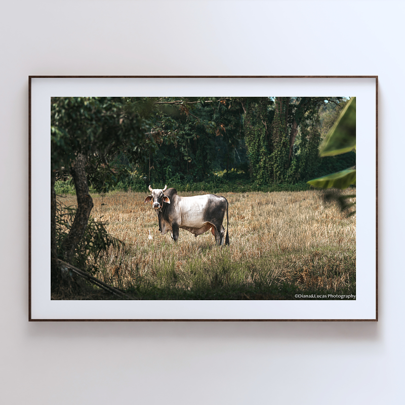COLLECTION - GIANTS OF THE LAND HORIZONTAL - "Field Neighbours" - LIMITED EDITION 10 of 10