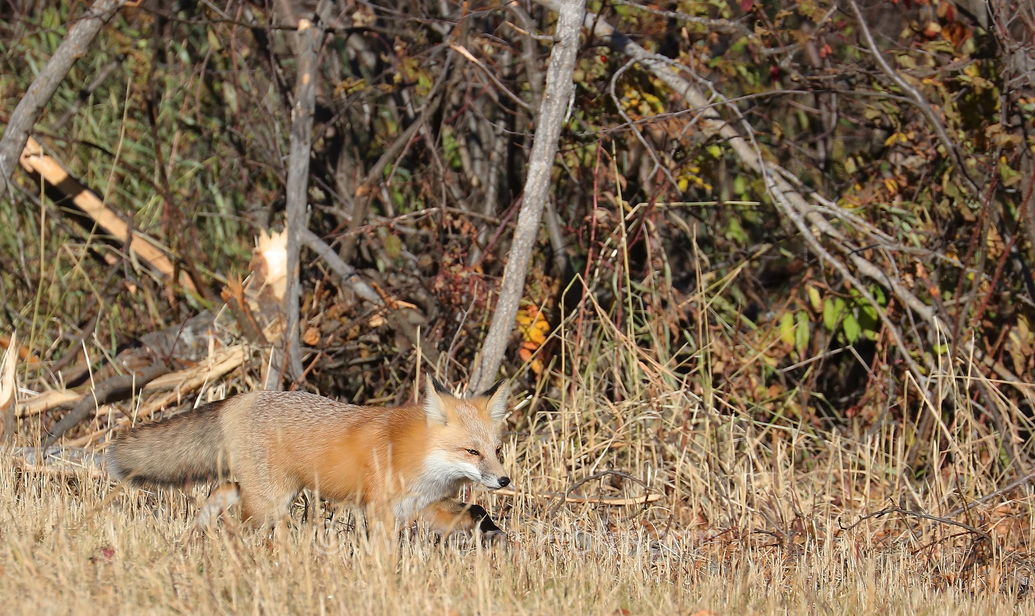 Vulpes vulpes, Canis vulpes, red fox, Rotfuchs, volpe rossa, Riding Mountain National Park, Riding-Mountain-Nationalpark, Parco nazionale di Riding Mountain, Manitoba, Canada, Kanada