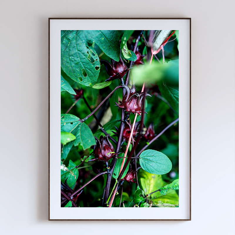 THE ONE - WILDLIFE & NATURE - "Deep Burgundy" - LIMITED EDITION 5 of 5