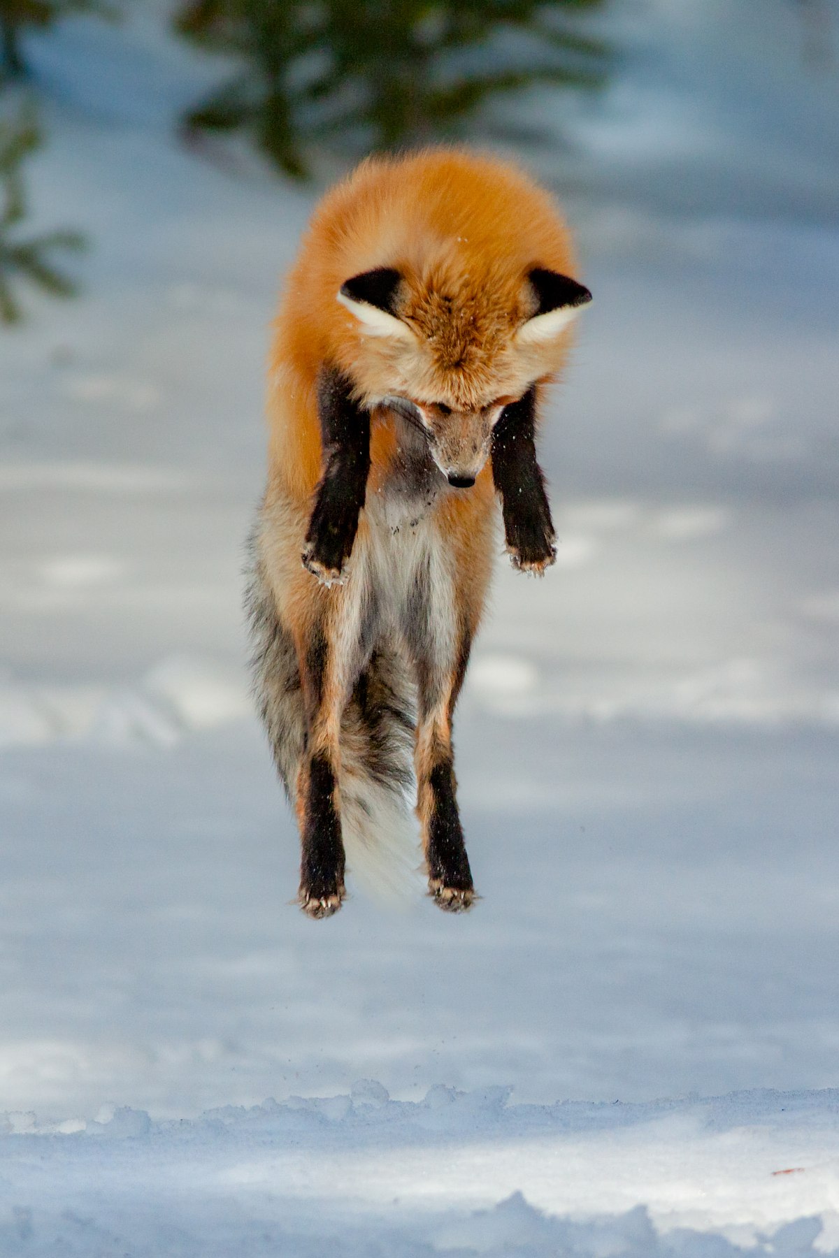 Pounce