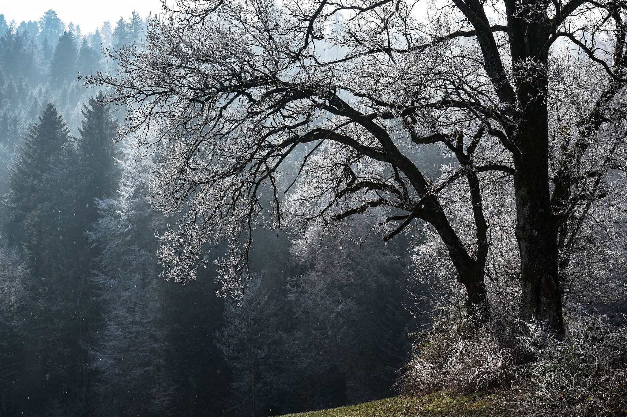 Die Chüeweid im Frost