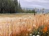 Wildflowers of the Northern Meadow
