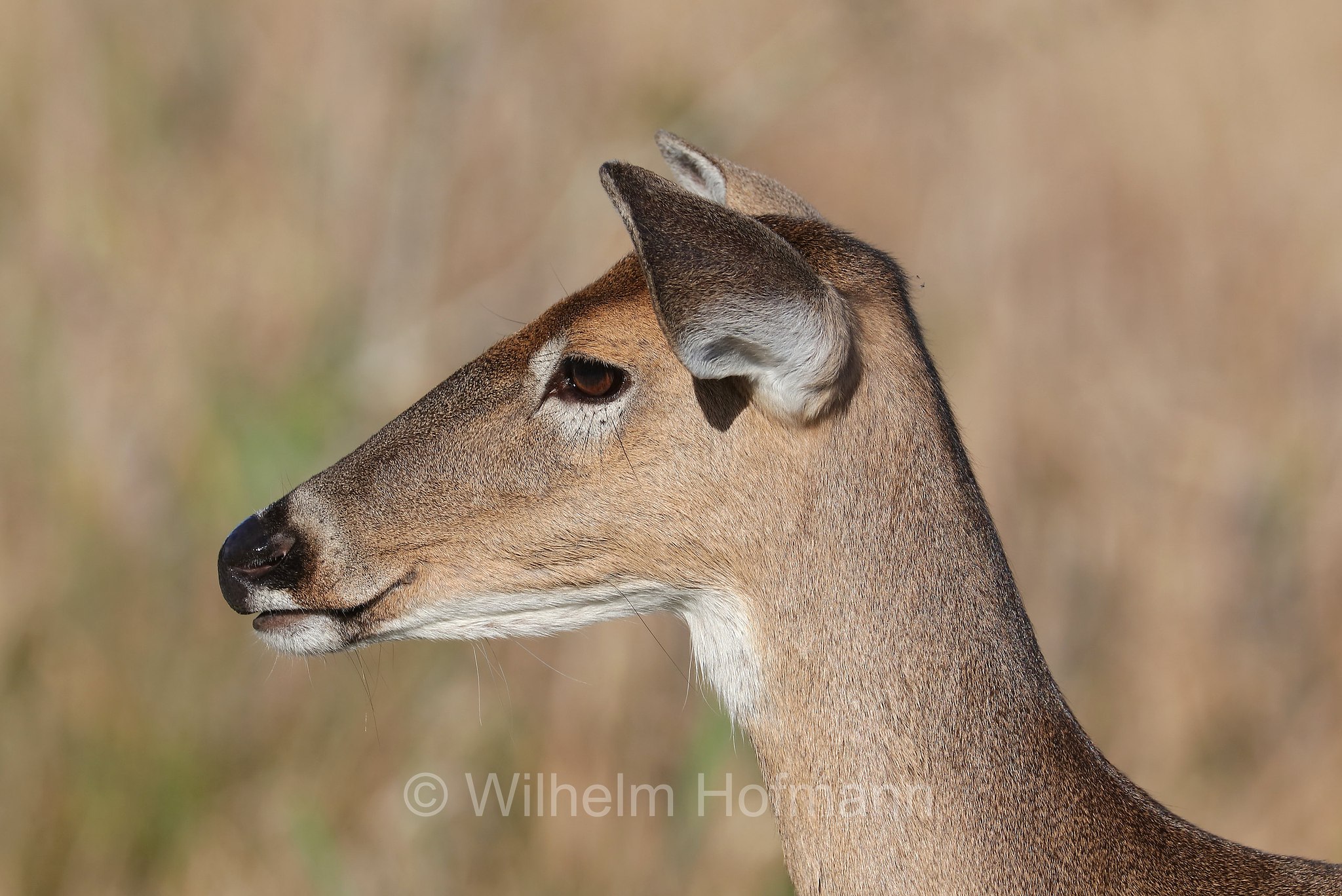 Odocoileus virginianus, white-tailed deer, whitetail, Virginia deer, Weißwedelhirsch, cervo dalla coda bianca, cervo della Virginia, Kissimmee Prairie Preserve State Park, Florida, USA