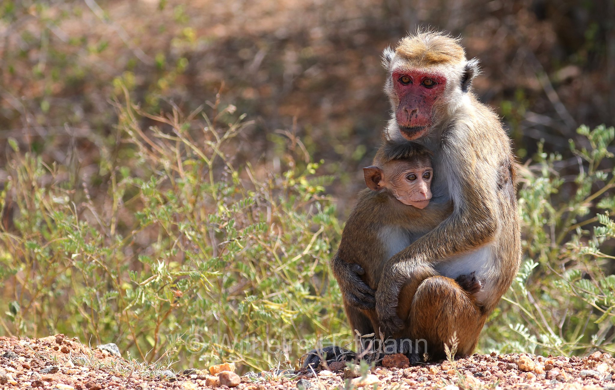 toque macaque, Ceylon-Hutaffe, macaco dal berretto, ﻿Macaca sinica, Kirinda, Sri Lanka