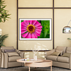 THE ONE - WILDLIFE & NATURE - "Magenta Zinnia" - LIMITED EDITION 3 of 5