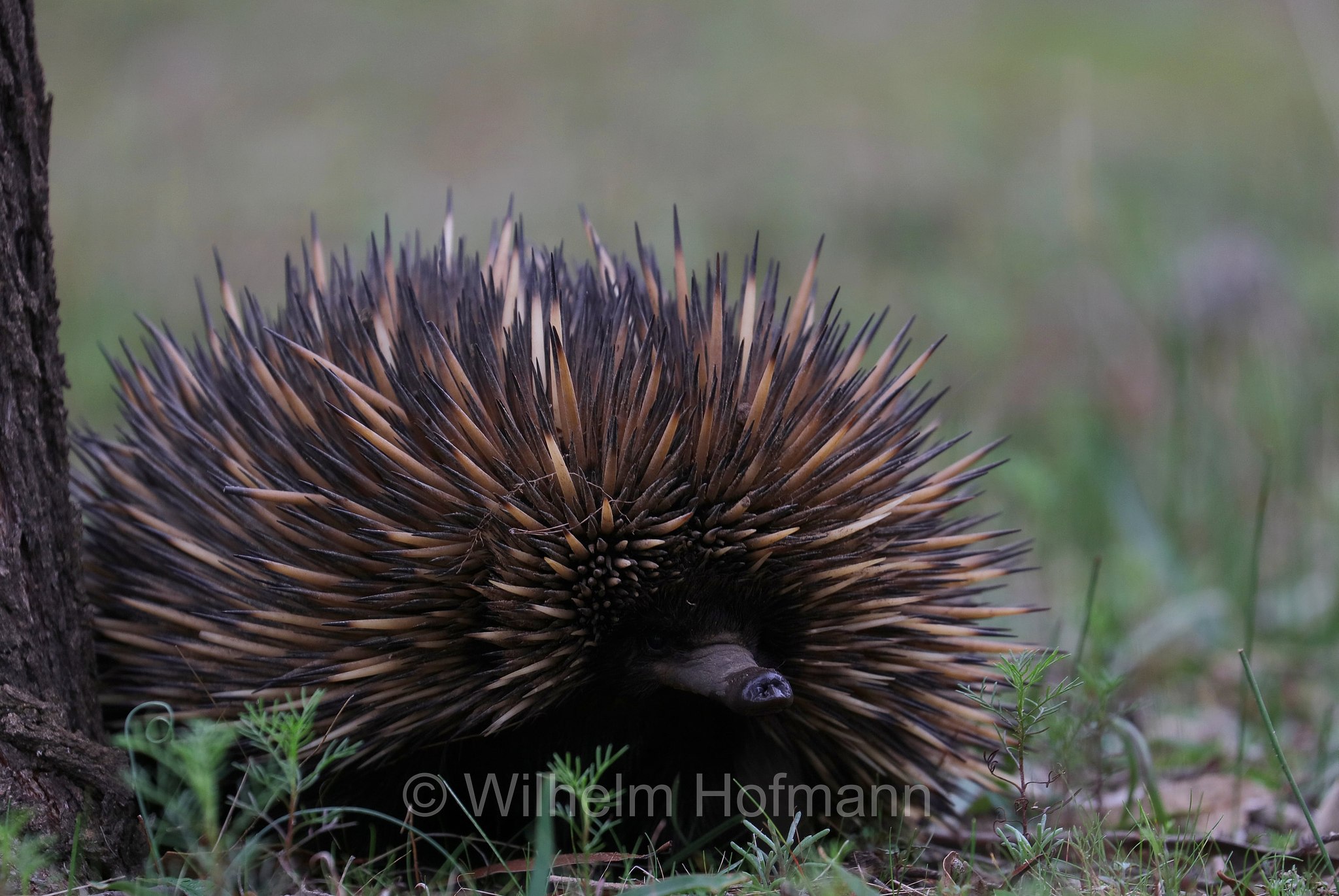 Tachyglossus aculeatus, short-beaked echidna, common echidna, short-nosed echidna, Kurzschnabeligel, Kurzschnabel-Ameisenigel, echidna istrice, echidna dal becco corto, Congelin Campground, Dryandra Woodland National Park, Dryandra Woodland, Dryandra, Western Australia, Westaustralien, Australia Occidentale, Australia, Australien