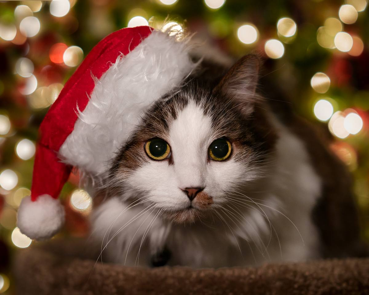 Cat with a Santa hat at Christmas