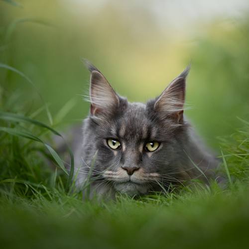 Kattenfotografie