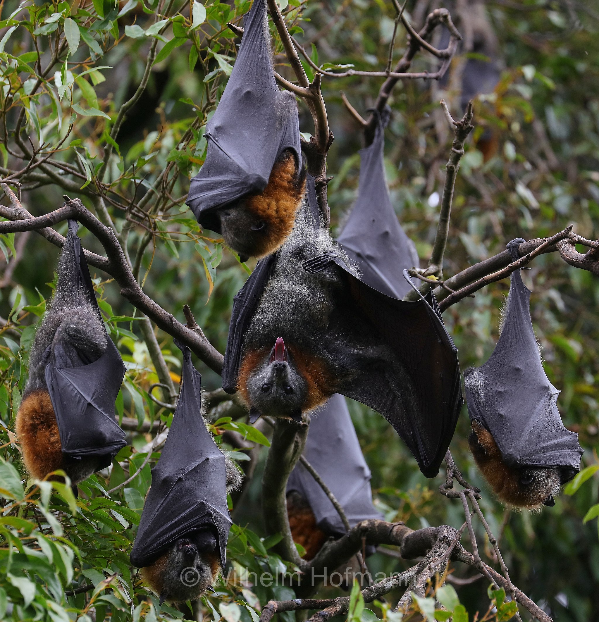 grey-headed flying fox, Graukopf-Flughund, volpe volante dalla testa grigia, Pteropus poliocephalus, Colac Botanic Gardens, Victoria, Australia, Australien