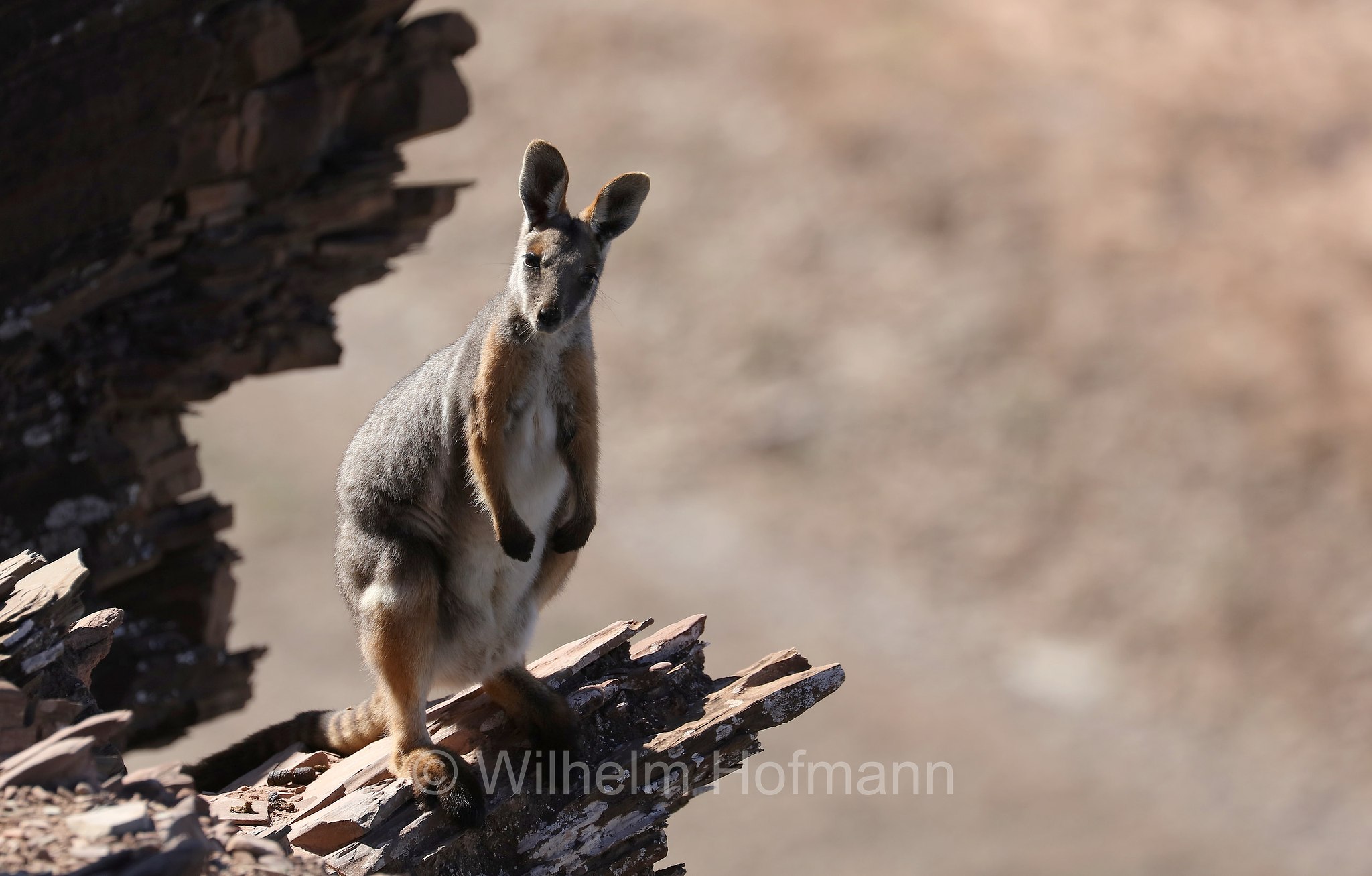 yellow-footed rock-wallaby, ring-tailed rock-wallaby, Gelbfuß-Felskänguru, wallaby delle rocce dai piedi gialli, Petrogale xanthopus, Brachina Gorge, Ikara–Flinders Ranges National Park, Ikara-Flinderskette-Nationalpark, parco nazionale Monti Flinders, South Australia, Südaustralien, Australia Meridionale, Australia, Australien