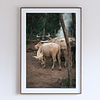 THE ONE - WILDLIFE & NATURE - "Watching from Behind" - LIMITED EDITION 5 of 5