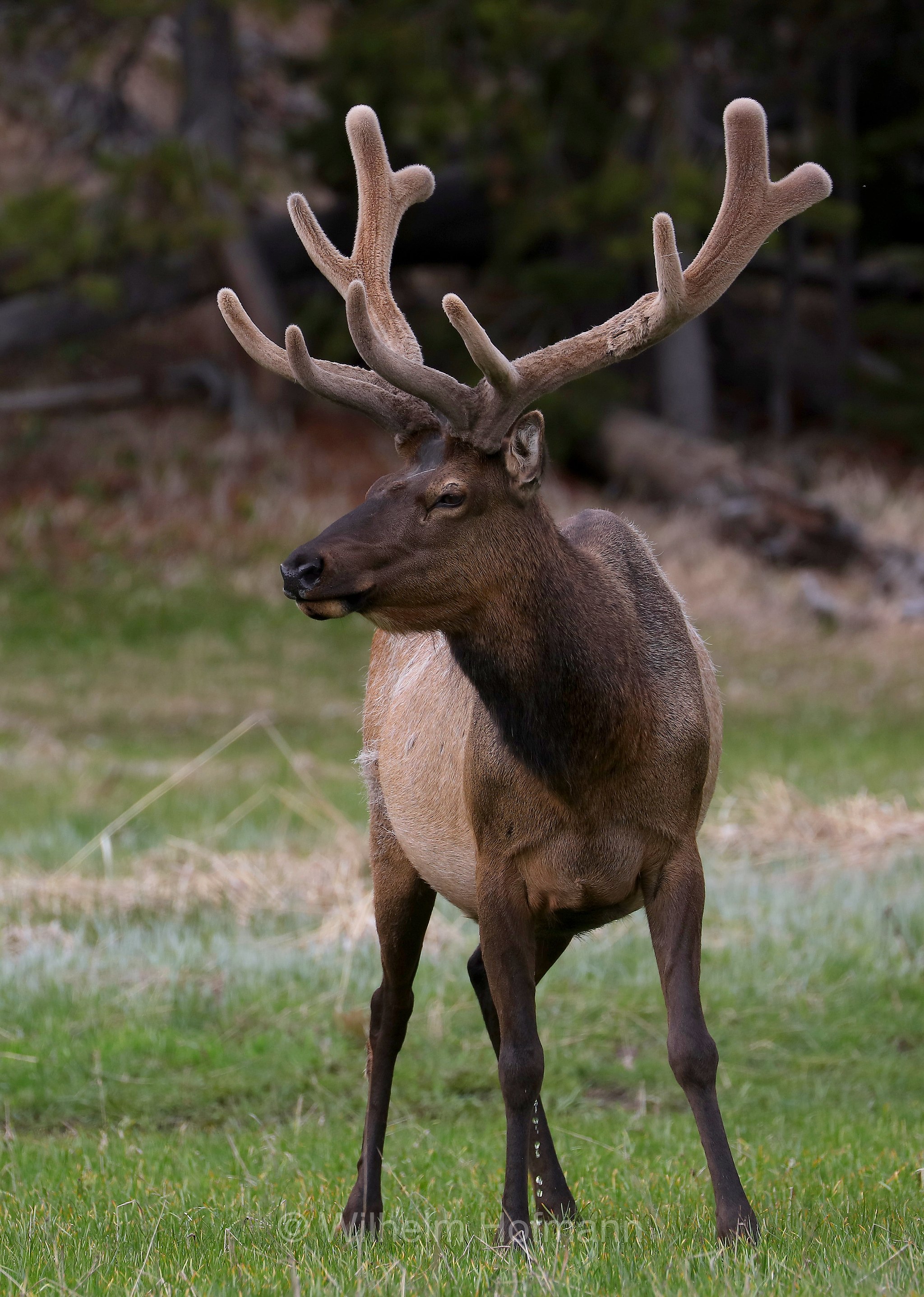 Cervus canadensis nelsoni, Rocky Mountain elk, Rocky-Mountain-Wapiti, wapiti delle Montagne Rocciose, Canyon Village, Yellowstone National Park, Yellowstone-Nationalpark﻿, parco nazionale di Yellowstone, Wyoming, USA