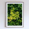 THE ONE - WILDLIFE & NATURE - "Vertical Climb" - LIMITED EDITION 5 of 5