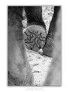 COLLECTION - GIANTS OF THE LAND VERTICAL - "What Carries Her" - LIMITED EDITION 10 of 10
