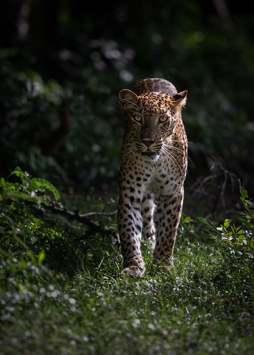 Leopard, Kumana National Park