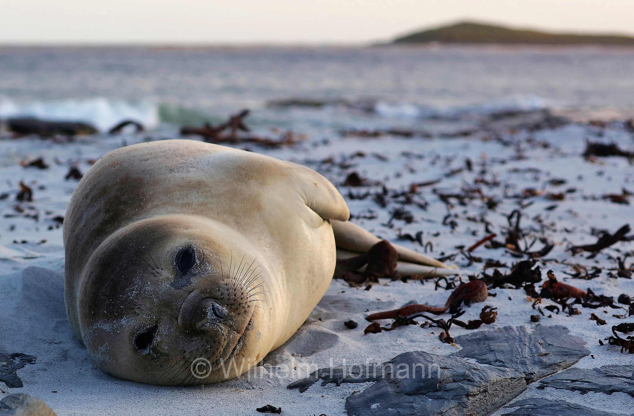 southern elephant seal, Südlicher See-Elefant, elefante marino meridionale, Mirounga leonina, Sealion Island, Sea Lion Island, Isla de los Leones Marinos, Falkland Islands, Falklandinseln, Isole Falkland
