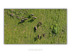 THE ONE - AERIAL PRINTS - "Wild Nature" - LIMITED EDITION 5 of 5