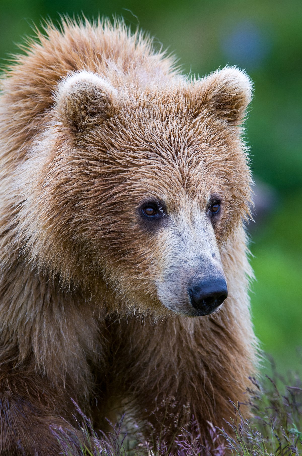 Alaskan Grizzly