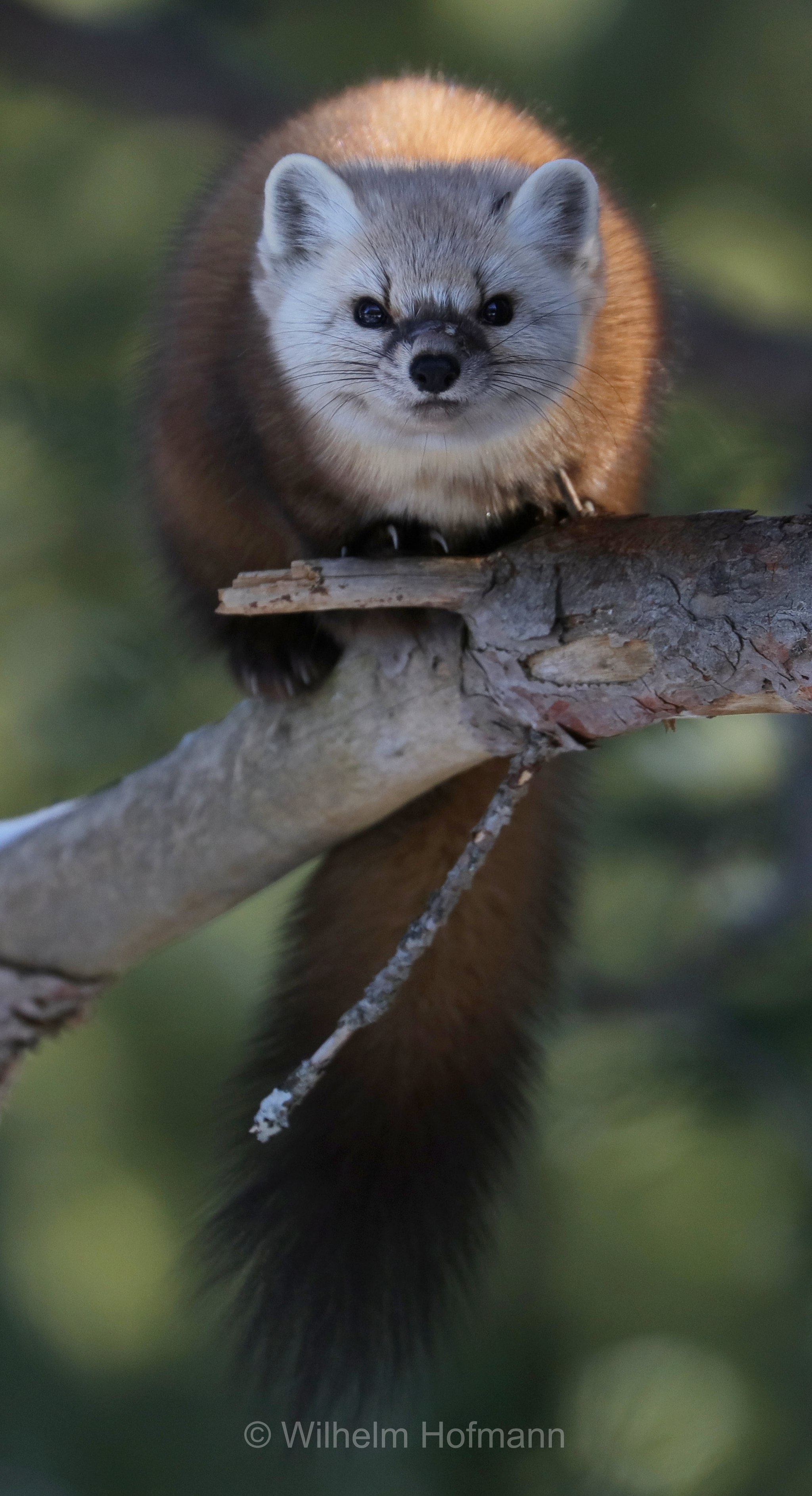Martes americana, American marten, American pine marten, pine marten, Fichtenmarder, martora americana, Mew Lake Campground, Algonquin Provincial Park, Parco provinciale di Algonquin, Ontario, Canada, Kanada