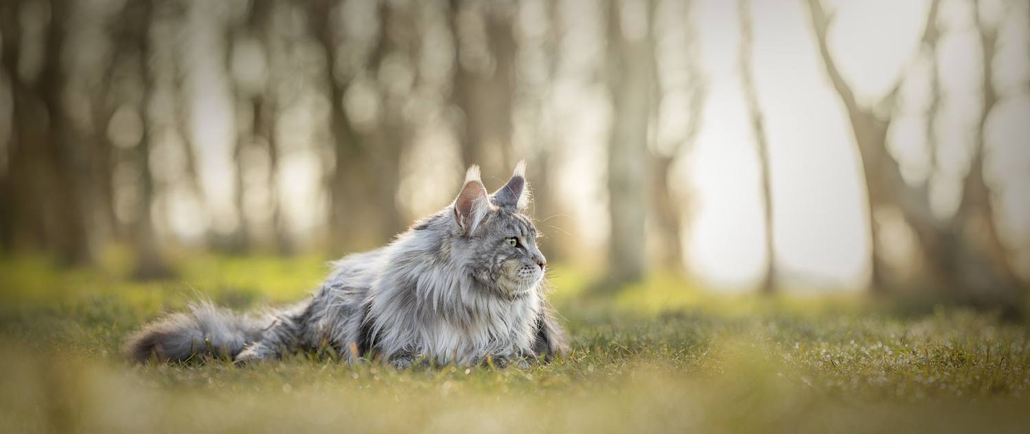 NLS Dierenfotografie
