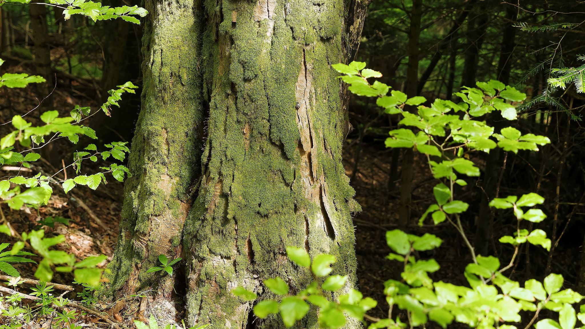 Bergahorn am Bettlachstock