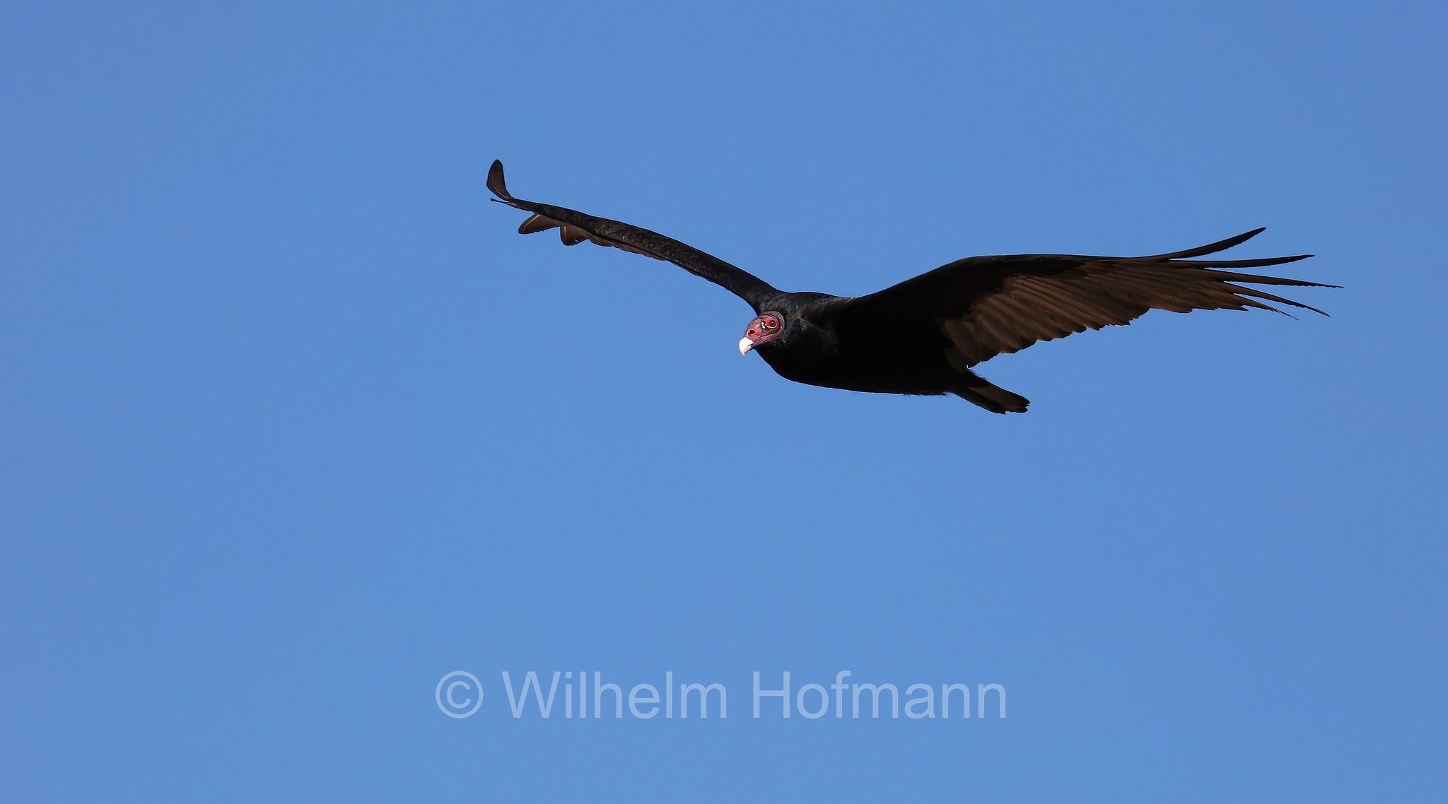 Cathartes aura meridionalis, Western turkey vulture, Westlicher Truthahngeier, avvoltoio collorosso meridionale, Grandview Point, South Rim, Grand Canyon National Park, Grand-Canyon-Nationalpark, parco nazionale del Grand Canyon, Arizona, USA