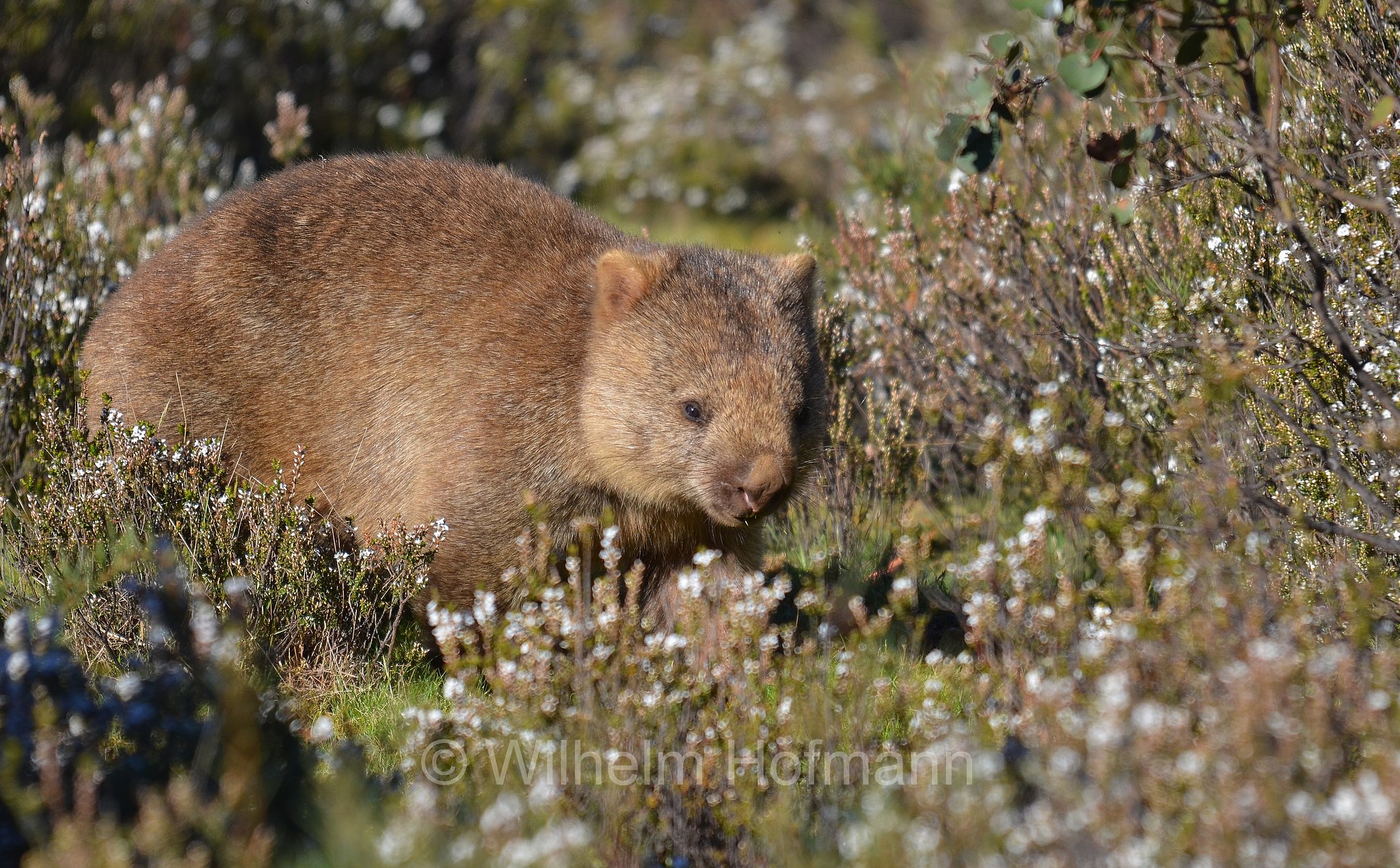common wombat, bare-nosed wombat, Nacktnasenwombat, vombato comune, vombato dal pelo ruvido, Vombatus ursinus, Cradle Valley, Tasmania, Tasmanien, Australia, Australien