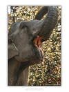 THE ONE - WILDLIFE & NATURE - "Lunchtime" - LIMITED EDITION 3 of 5