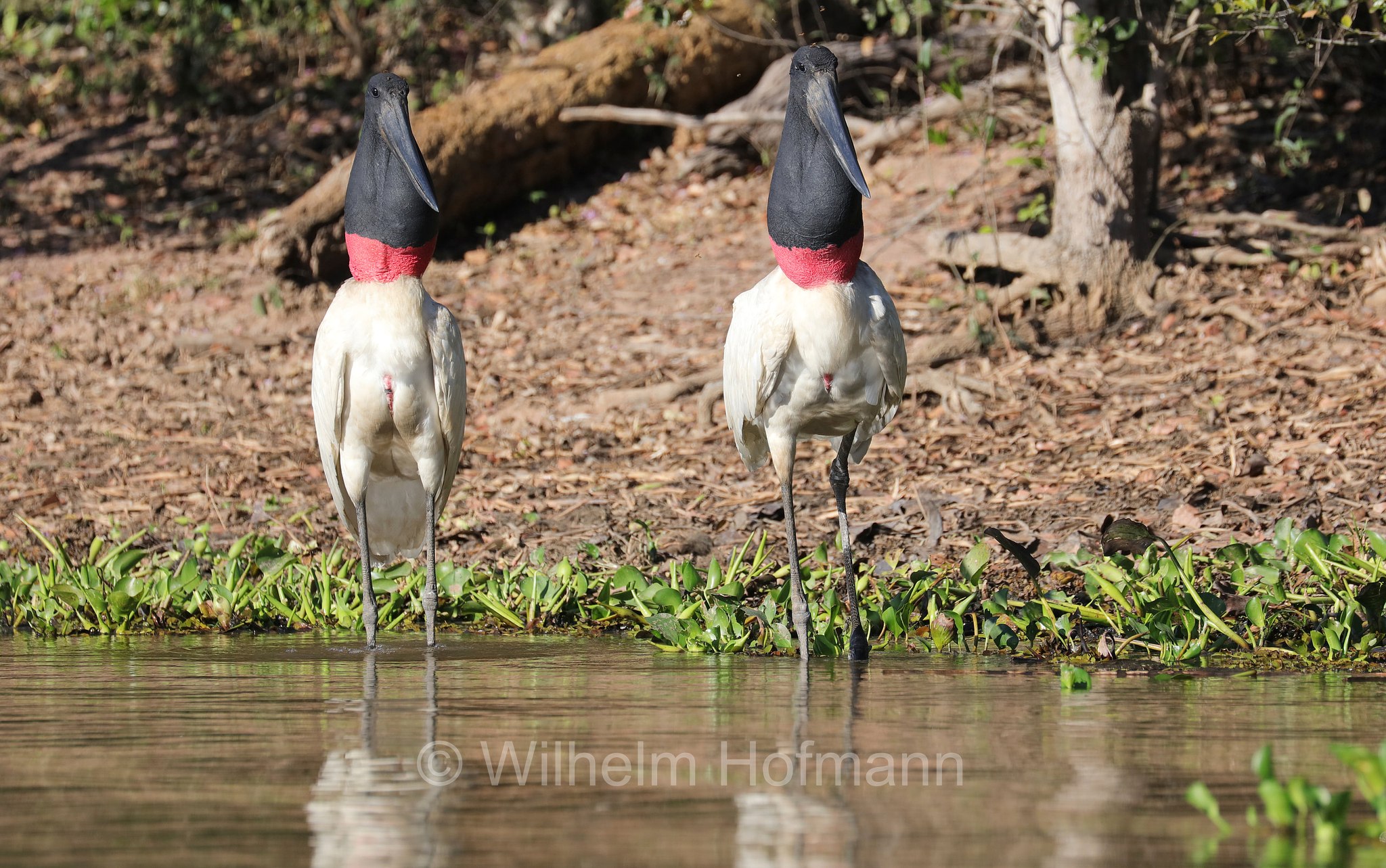 jabiru, jaburu, tuiuiú, tuim-de-papo vermelho, cauauá, Jabiru mycteria, Pantanal, Mato Grosso, Brazil, Brasil, Brasile, Brasilien, Rio Sararé