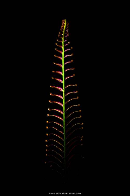 Blechnum orientale - Hard fern